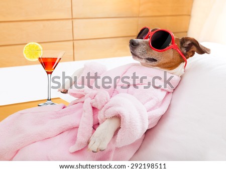 jack russell dog relaxing  and lying, in   spa wellness center ,wearing a  bathrobe and funny sunglasses , martini cocktail included Royalty-Free Stock Photo #292198511