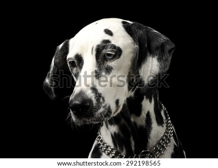cute dalmatians portrait in black background photo studio
