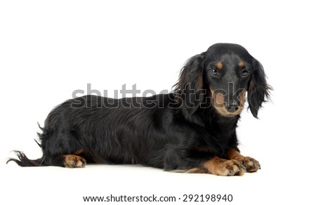 lovely long hair dachshund lying in a photo studio