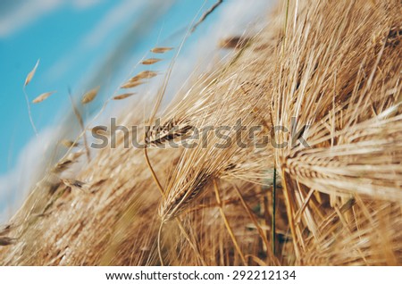 backdrop of ripening ears of yellow wheat field on the sunset cloudy orange sky background