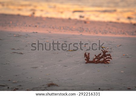 Coral and seashells washed up on the beach, left behind as the water recedes at sunrise on a cool, fall morning