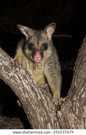 Brush tail possum in tree