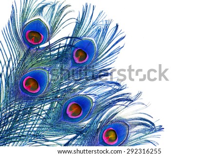 Multi colored peacock feathers,Closeup peacock feathers isolated on white background,Indian peafowl, Blue peafowl (Pavo cristatus)
