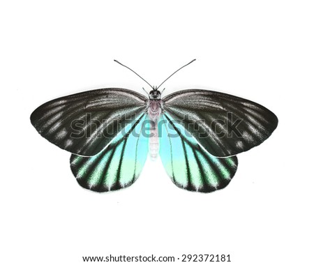 colorful Butterfly flying Isolated on white background.