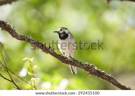 White wagtail bird sits on tree branch