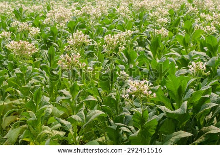 Flowering tobacco plants (Nicotiana tabacum) Royalty-Free Stock Photo #292451516