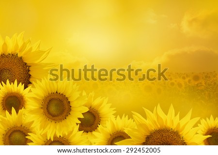 sunflowers in a corner of a square frame isolated on yellow background
