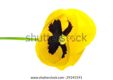 Pansy isolated on white background