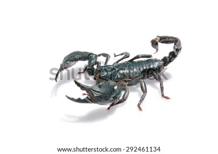 scorpion isolated on white background, species found in tropical and subtropical areas in asia.