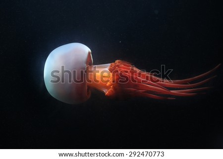 Flame jellyfish (Rhopilema esculentum). Wildlife animal. 