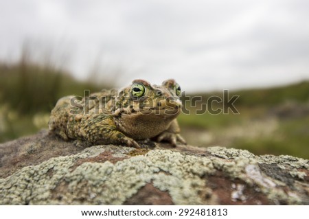 Close up view of the  natterjack toad (Epidalea calamita) in nature.