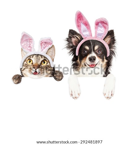 Happy and smiling tabby cat and Chihuahua crossbreed dog with paws over a blank sign wearing Easter bunny ears
