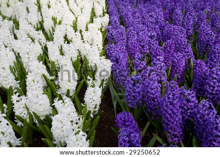 A bed of colorful white and purple hyacinths