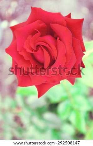 Rose. Photo of a red rose with shading in vintage colors. 