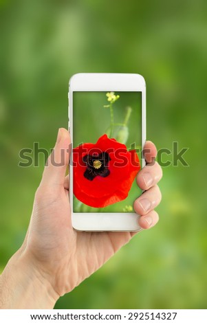 Using mobile phone to take photos of beautiful poppy flower