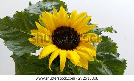 Sunflower with green leave on white background ,isolated sunflower