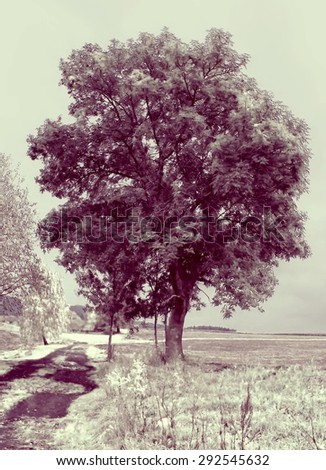 Photo of tree processed to simulate infrared image.