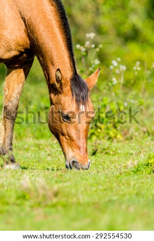 Brown horse on the field eating at the sun