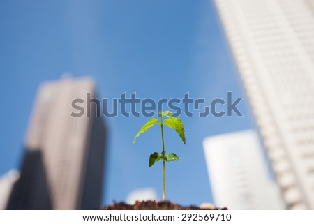 Seedlings of rise buildings and plant