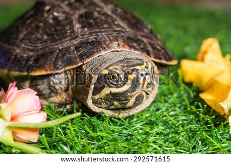 turtle on green grass texture background eco concept, asia, thailand