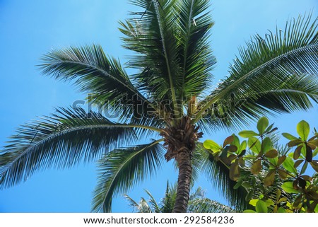 Top of palm tree on the beach during sunny day on the tropical island in Southern of Thailand.