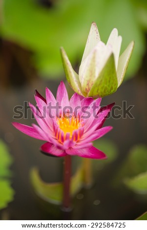 Pink and white lotus in lagoon