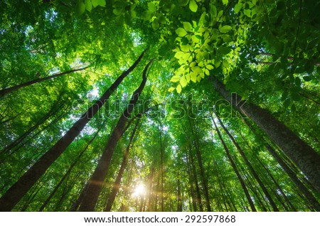 Into the forest. Nature composition. Royalty-Free Stock Photo #292597868