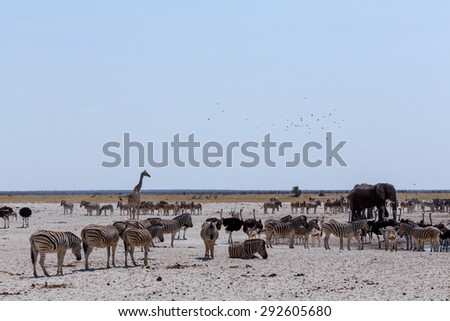 Crowded waterhole with Elephants, zebras, springbok and orix. Etosha national Park, Ombika, Kunene, Namibia. True wildlife photography