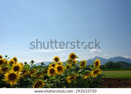 Summer heat and sunflowers