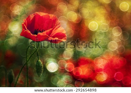 Abstract red wild poppy with light bubbles in Summer
