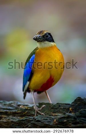 Close up portrait of Blue-winged pitta (Pitta moluccensis) in nature at Kaengkracharn national park,Thailand