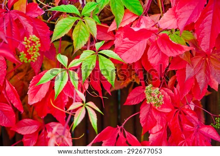 Five-leaved ivy in autumnal coloring; Natural wall covering