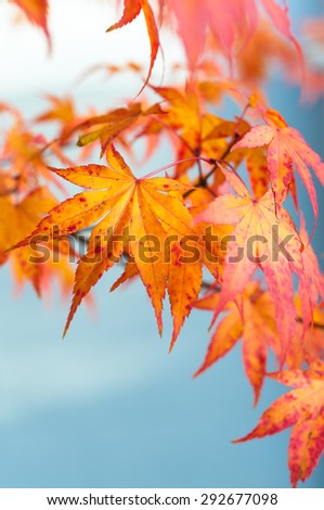 Sweetgum leaves in autumn colors against blue sky