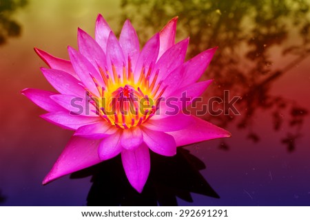 Beautiful lotus, Purple Lotus flower and Lotus flower plants, Blossom flower , Vintage tone background.