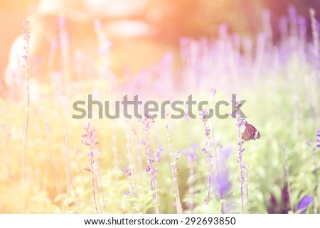 Beautiful purple petunia flowers landscape with retro effect