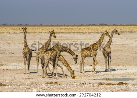 A group of giraffes standing at waterhole in Etosha national park, Namibia.