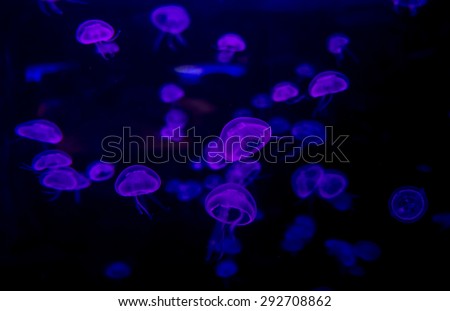 Small jellyfishes illuminated with purple light swimming in aquarium.