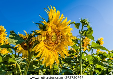 Bright yellow and vivid orange of round sunflower, symbol of sun and heat