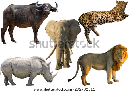 African Big Five animals, Buffalo, Elephant, Leopard, White Rhino and Lion isolated on pure white background Royalty-Free Stock Photo #292732511