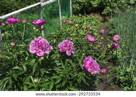 peonies on the white background