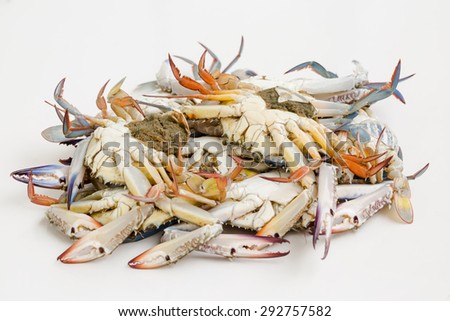 Fresh horse crabs on white background
