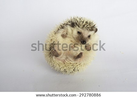Cute white african hedgehog on his back