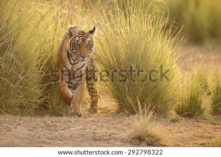 Tiger in a beautiful golden light in Ranthambhore National Park in India