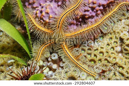 Underwater life, Ophiothrix suensoni commonly called Suenson's brittle star or sponge brittle star, Caribbean sea Royalty-Free Stock Photo #292804607