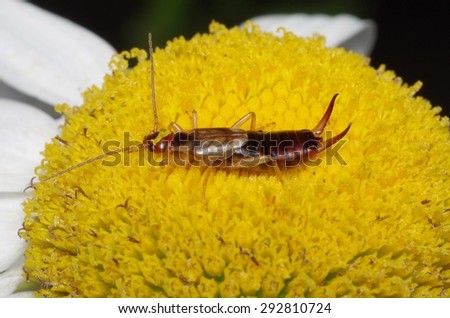 Earwig feeding on petal of Shasta Daisy