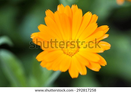 Macro of an orange pot marigold
