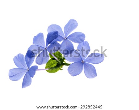 Plant lead wort. Its gentian-blue late-season flowers often continue to bloom even as the foliage turns brilliant red-orange in fall, making an outstanding autumn display.

 Royalty-Free Stock Photo #292852445