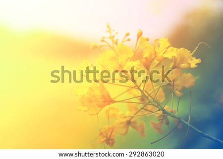 abstract flower background made with color filters