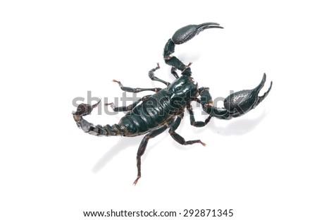 scorpion isolated on white background, species found in tropical and subtropical areas in asia. File contains a clipping path.