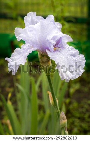 light blue iris flower